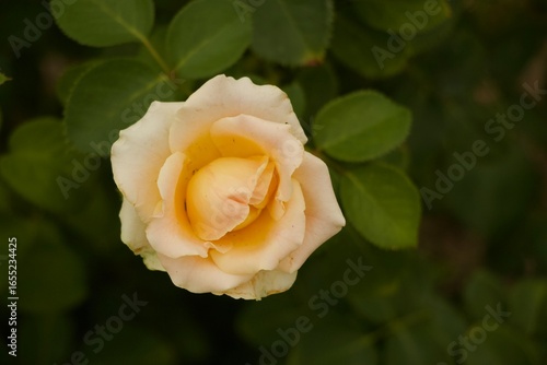 Close Up Floral Details Missouri Botanical Gardens