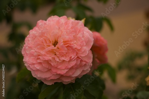 Close Up Floral Details Missouri Botanical Gardens