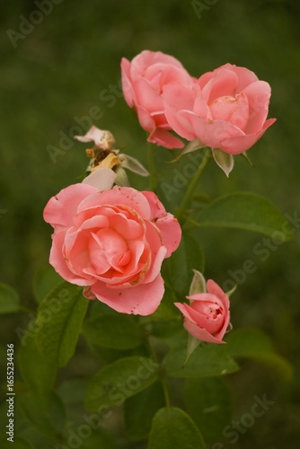 Close Up Floral Details Missouri Botanical Gardens