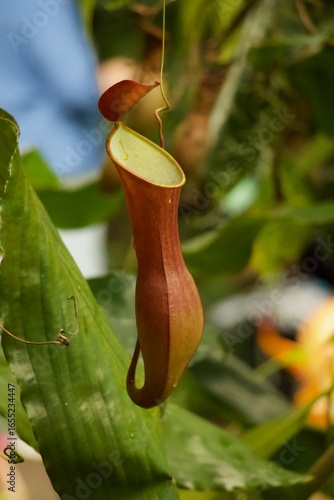 Close Up Floral Details Missouri Botanical Gardens