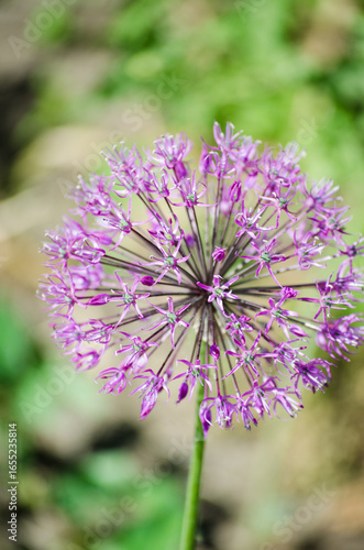 Decorative Allium Onion