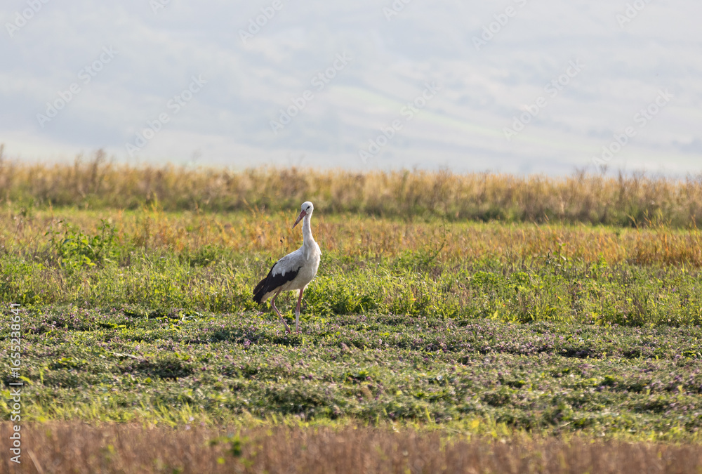 Fototapeta premium Stork walks in the field