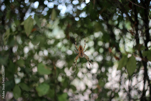 Spider in its web with a beautifully blurred bokeh background. Captured using a vintage Carl Zeiss Jena Flektogon 20mm f/2.8 MC lens for a unique, artistic macro effect.