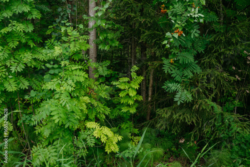 Trees and plants of deciduous forest