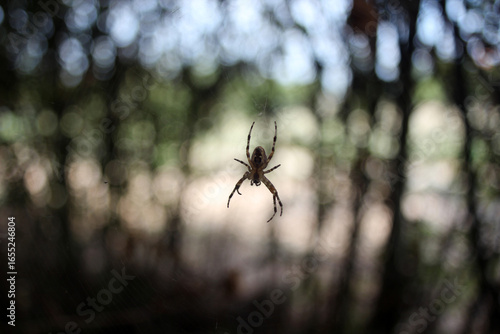 Spider in its web with a beautifully blurred bokeh background. Captured using a vintage Carl Zeiss Jena Flektogon 20mm f/2.8 MC lens for a unique, artistic macro effect.