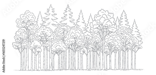 Vector line art illustration depicting a tranquil forest landscape. This detailed drawing showcases a variety of trees, representing nature, growth, and environmental beauty.