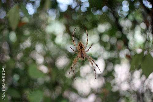 Close-up of a spider in its web with a beautifully blurred bokeh background. Captured using a vintage Carl Zeiss Jena Flektogon 20mm f/2.8 MC lens for a unique, artistic macro effect.