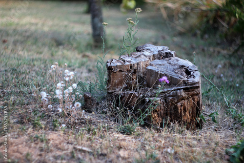 Tree stump in nature surrounded by forest flowers. Captured with a vintage Helios 44-2 58mm f/2 lens, creating a unique bokeh and rustic woodland atmosphere.