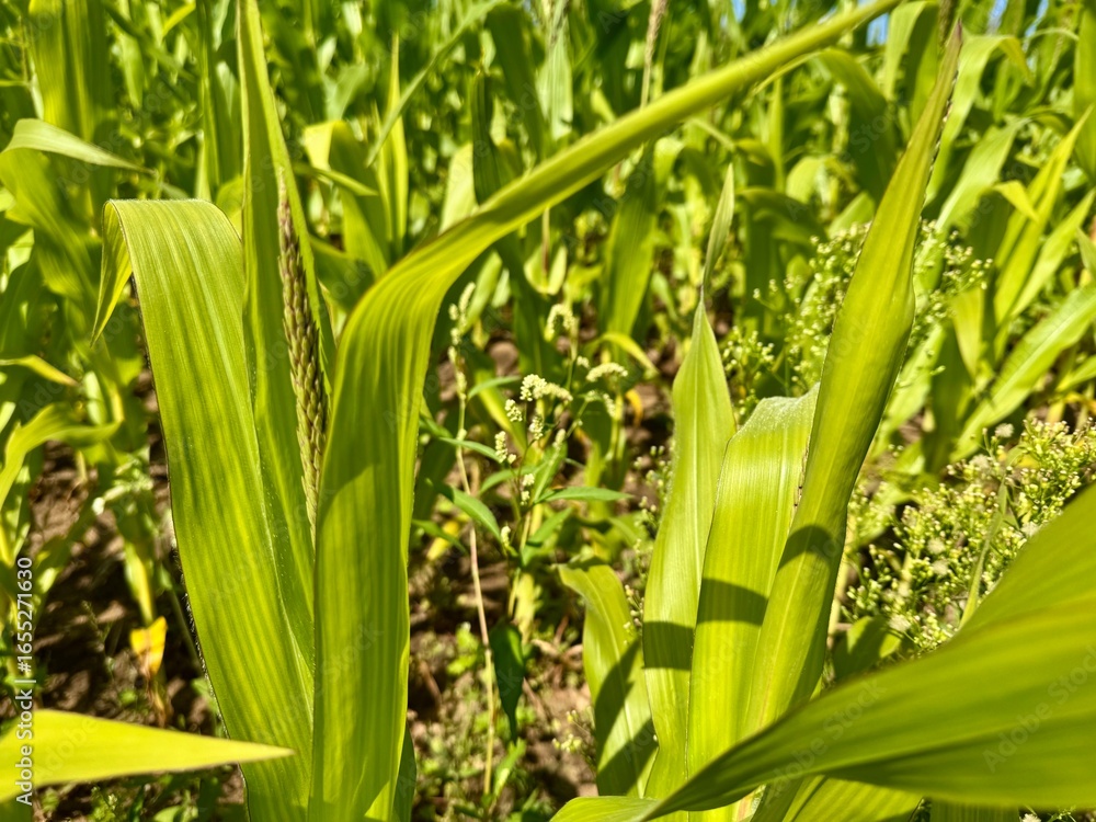 Obraz premium Fresh green corn growing in field with natural leaves background