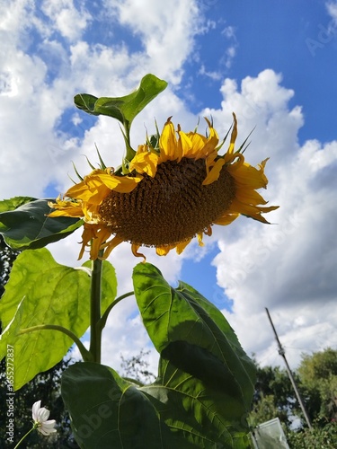 flower, nature, garden, bloom, flowers, blossom, flora, summer, sunflower