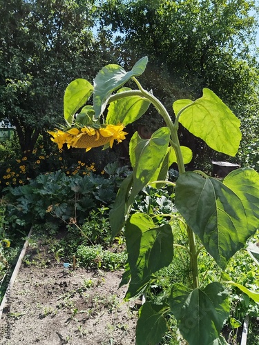 flower, nature, garden, bloom, flowers, blossom, flora, summer, sunflower