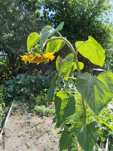 flower, nature, garden, bloom, flowers, blossom, flora, summer, sunflower
