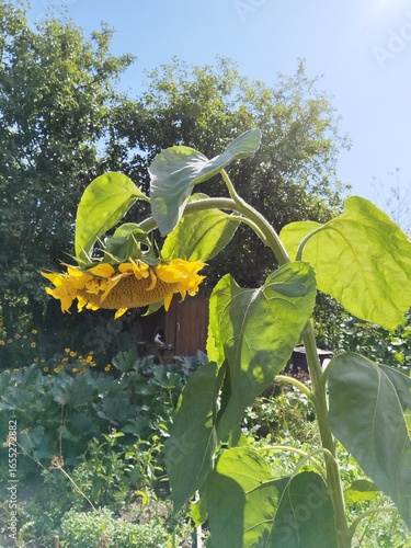 flower, nature, garden, bloom, flowers, blossom, flora, summer, sunflower