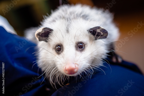 Wallpaper Mural Close-up portrait of a Virginia opossum in licensed human care Torontodigital.ca