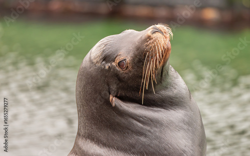 Wallpaper Mural Sea lion looking at the camera on a pier in San Francisco Torontodigital.ca