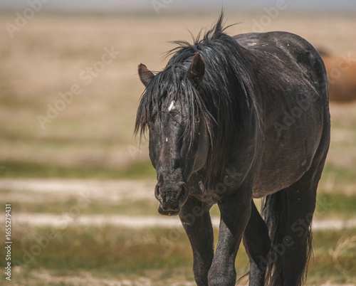 Wallpaper Mural A black mustang in the Utah, USA desert Torontodigital.ca