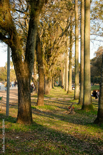 outonal, arborizar, cair, natureza, árvore, paisagem, parque, deixar, folha, amarelo, folhagem, condimentar, madeira, caminho, laranja, bétula, verde, cor, sol, colorido, outubro, galho