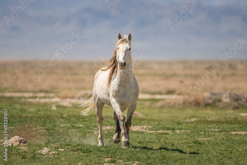 Wallpaper Mural A white mustang running towards the camera in the Utah, USA desert Torontodigital.ca