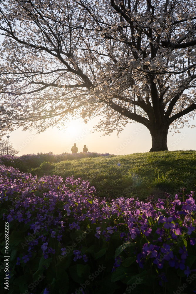 Naklejka premium 春の成田市さくらの山 桜と紫の花