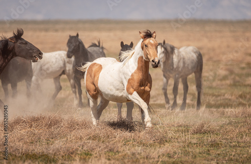 Wallpaper Mural A mustang walking away from the other horse that she just kicked Torontodigital.ca