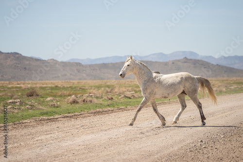 Wallpaper Mural A white wild horse crossing a road in the Utah, USA desert Torontodigital.ca