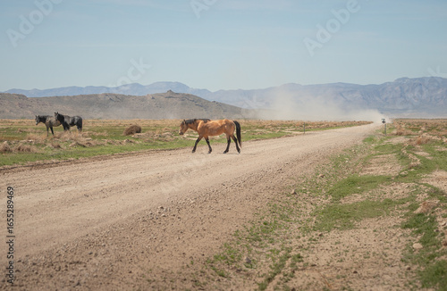 Wallpaper Mural A feral buckskin or dun horse crossing a road in the Utah desert Torontodigital.ca