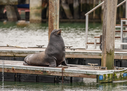 Wallpaper Mural Male sea lion resting on a floating dock near a San Francisco pier Torontodigital.ca