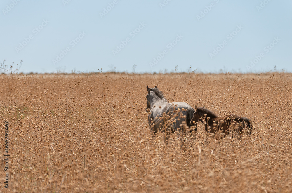 Fototapeta premium Grey mare and her foal in Utah desert