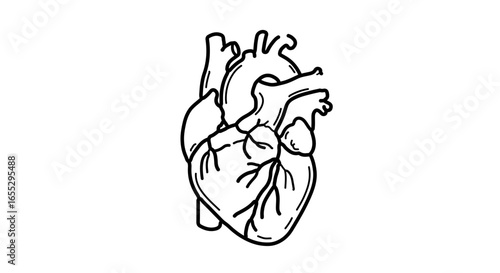 Object anatomical heart illustration for medical diagram and educational resource about human heart anatomy study vector