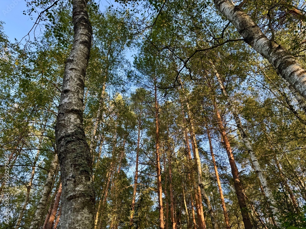 Fototapeta premium Aerial view of a birch forest with lush green leaves creating a natural pattern 
