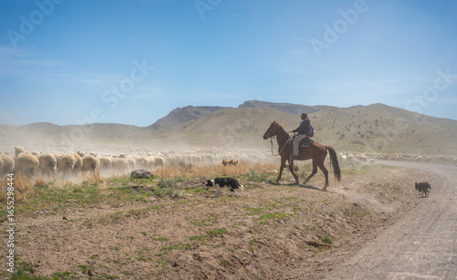 A rancher herding sheep on horseback with border collies in the Utah, USA desert