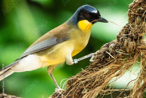 Wallpaper Mural Blue-crowned laughingthrush collecting fibers from a rope Torontodigital.ca