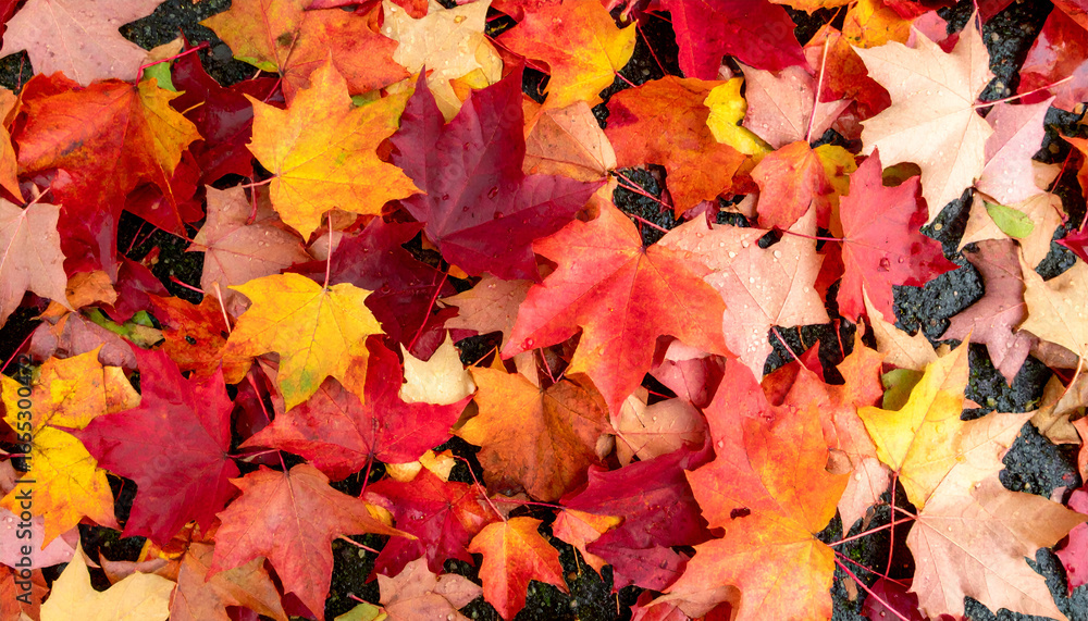 Obraz premium Autumn Maple Leaves Background Red Orange Yellow Fall Foliage