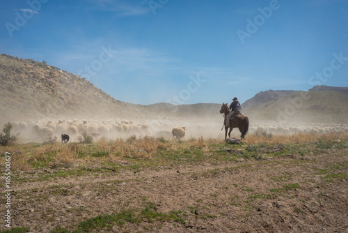 Fotografija A rancher herding sheep on horseback with border collies in the Utah, USA desert