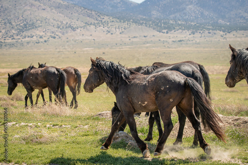 Wallpaper Mural A herd of wild horses in the Utah desert Torontodigital.ca