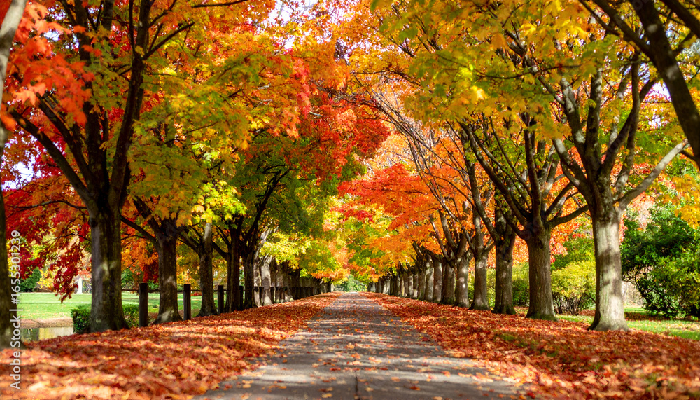 Fototapeta premium Autumnal Pathway: Vibrant Red Orange Yellow Leaves Canopy Road