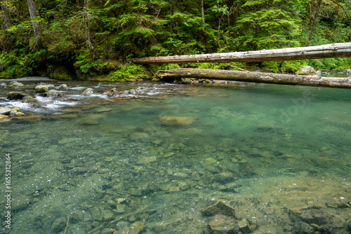 Hoh Rainforest Olympic National Park, Hiking Trail through Lush Pacific Northwest Wilderness