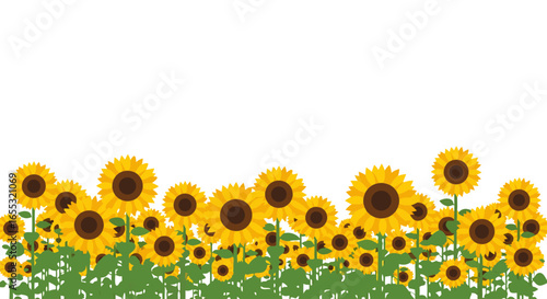 Cheerful sunflower meadow illustration perfect for summer designs and backgrounds, featuring vibrant colors and a lively botanical landscape