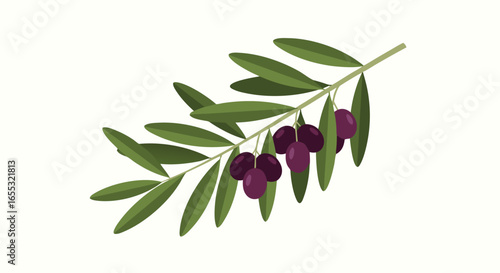 Aesthetic olive branch illustration with ripe fruits and elongated leaves against a plain background for graphic design and decoration projects