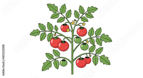 Illustrated Tomato Plant with Ripening Fruits and Blossoms on a White Background
