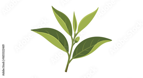 Illustration of a Fresh Tea Plant with Vibrant Green Leaves and Bud Ready for Harvesting to Make Aromatic Beverages Such as Green Tea or Black Tea