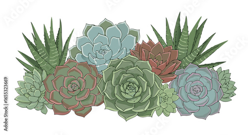 Elegant succulent collection in a harmonious arrangement, offering a touch of botanical serenity with a palette of serene hues and intricate detailing