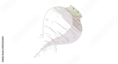 Stylized turnip illustration on a pristine white background offering versatile usage and seamless integration in various design contexts