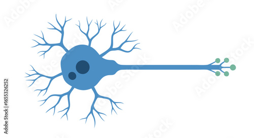 Simple Neuron Illustration: A Depiction of Nerve Cell Structure and Communication Process