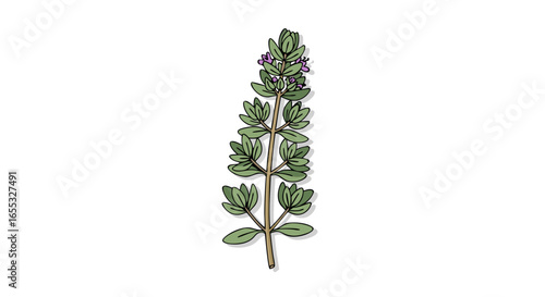 Detailed botanical illustration of a vibrant savory plant, showcasing the natural elegance of herbaceous flora with artistic flair