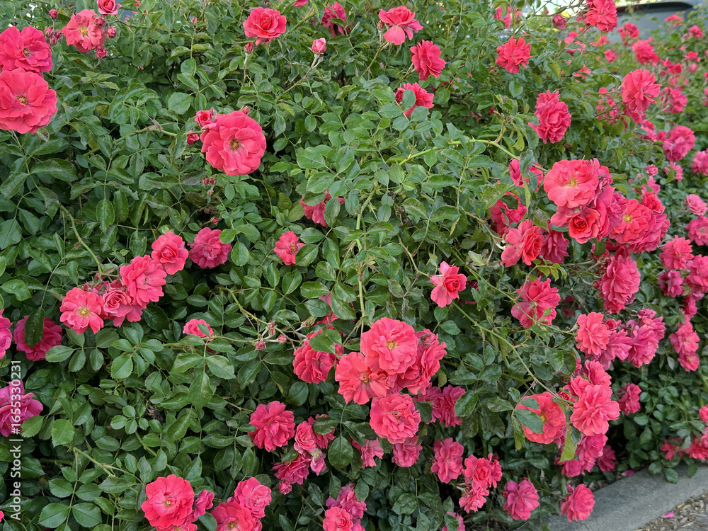 Naklejka premium Vibrant pink roses in full bloom create a lush garden scene, showcasing the beauty of nature with rich green foliage surrounding the colorful flowers