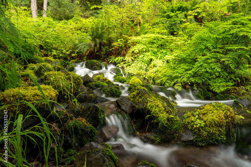 Hoh Rainforest Olympic National Park, Hiking Trail through Lush Pacific Northwest Wilderness