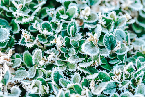 Plant Covered in Frost.frosty Green leaves.Green leaves in white frost.
