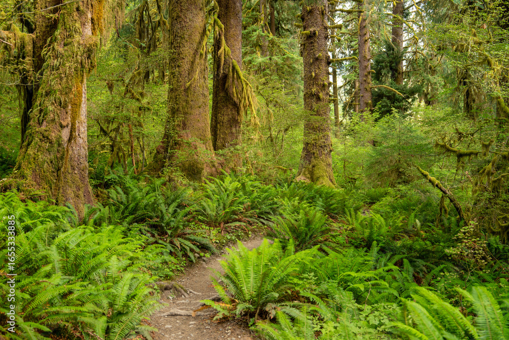 Fototapeta premium Hoh Rainforest Olympic National Park, Hiking Trail through Lush Pacific Northwest Wilderness