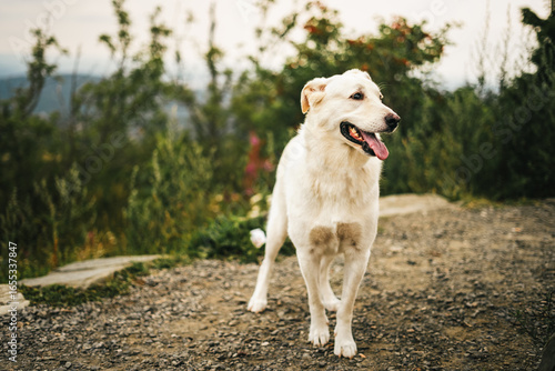 active blonde rescue mix dog outside